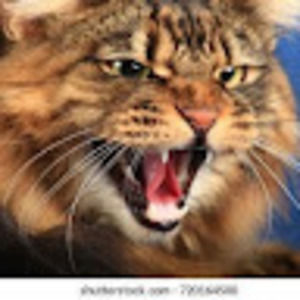 Meet your Posher, Peter